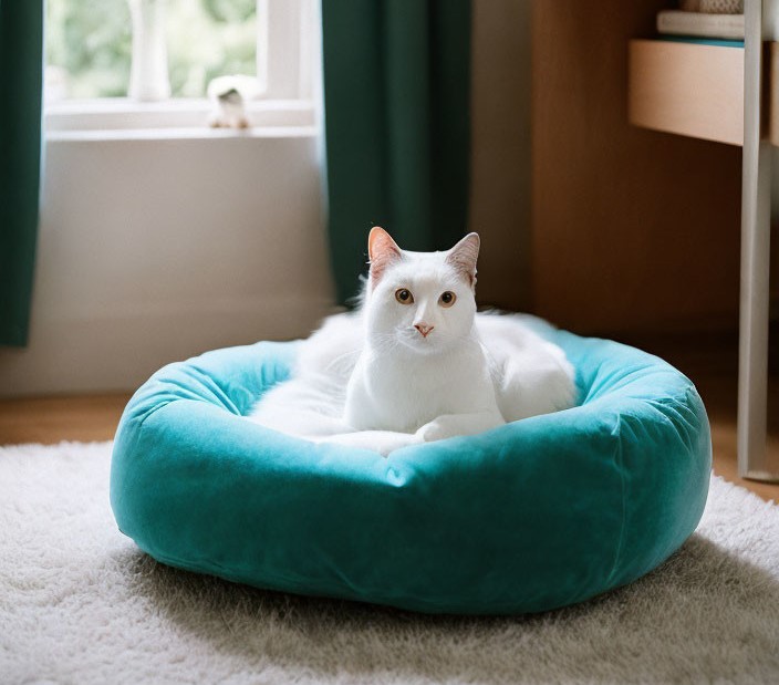 Chat en lit vert pour chat