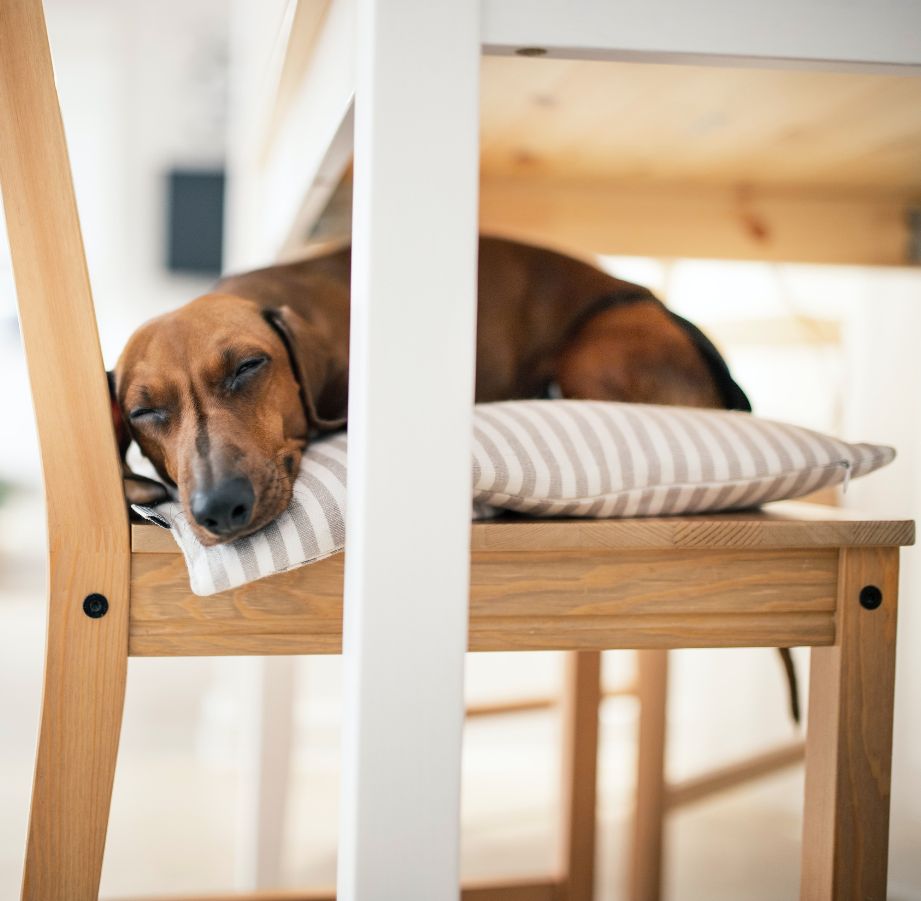 Un chien dormant sur la housse d'une chaise de salle à manger